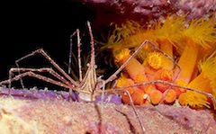 Bonaire Scuba Diver Photo Gallery